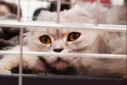 Silverthorn Animal Clinic Picture 6