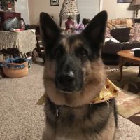 Animal Urgent Care of Hernando County ico