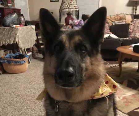 Animal Urgent Care of Hernando County