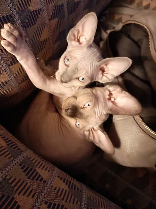 Supreme Sphynx Picture 4