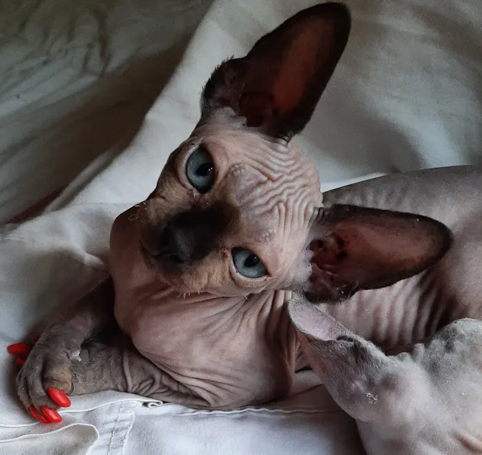 Supreme Sphynx Picture 7