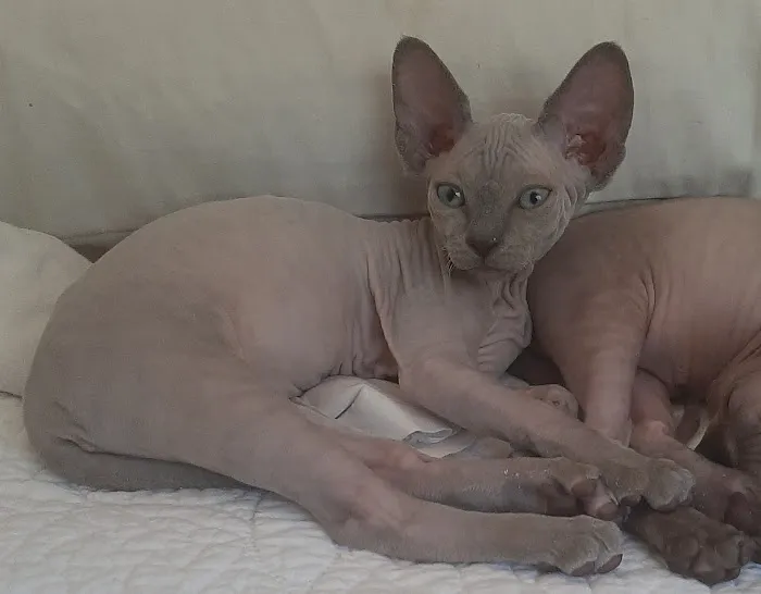 Supreme Sphynx Picture 5