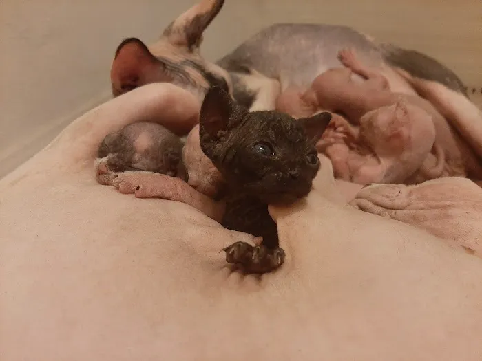 Supreme Sphynx Picture 2