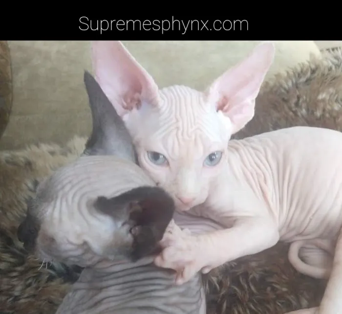 Supreme Sphynx Picture 3