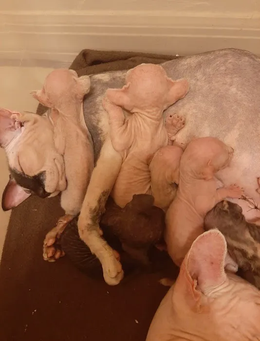 Supreme Sphynx Picture 6
