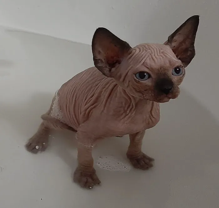 Supreme Sphynx Picture 1
