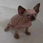 Supreme Sphynx