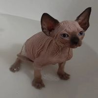 Supreme Sphynx ico