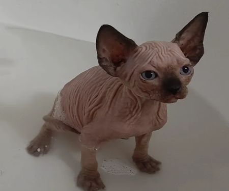 Supreme Sphynx