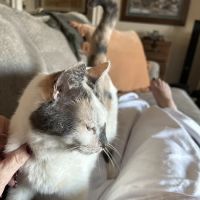 Vetco Total Care Animal Hospital ico