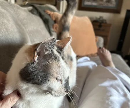 Vetco Total Care Animal Hospital