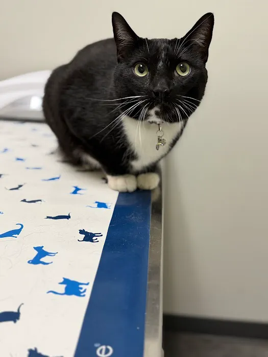 Vetco Total Care Animal Hospital Picture 3