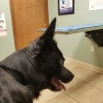 Animal Health Veterinary Clinic