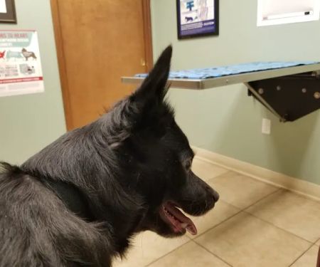 Animal Health Veterinary Clinic