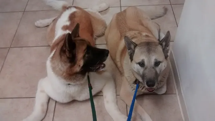 Animal Health Veterinary Clinic Picture 4