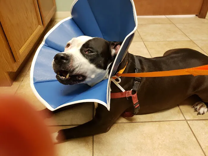 Animal Health Veterinary Clinic Picture 5