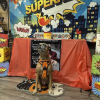 Nature Coast Animal Wellness and Surgical Center ico