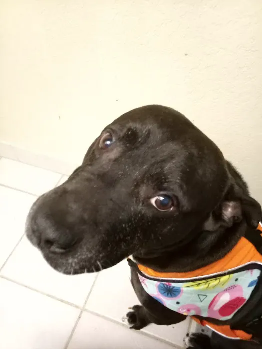 Animal Care Center-Weeki Wachee Picture 4