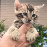 Three Oaks Veterinary Wellness Center