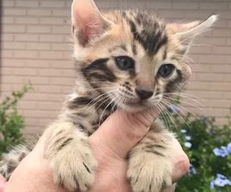 Three Oaks Veterinary Wellness Center