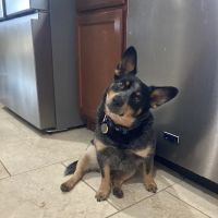 Animal Medical Center of Brooksville ico