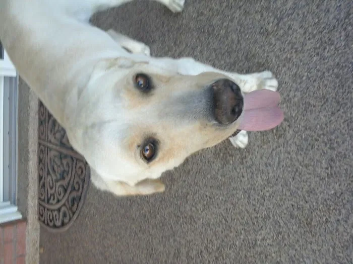 A Vet to Your Pet Picture 1