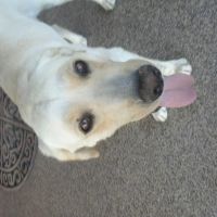 A Vet to Your Pet ico