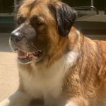 Wags & Whiskers Mobile Veterinary Practice