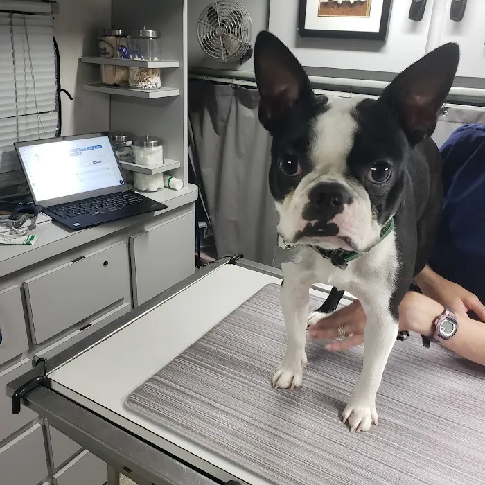 Wags & Whiskers Mobile Veterinary Practice Picture 2