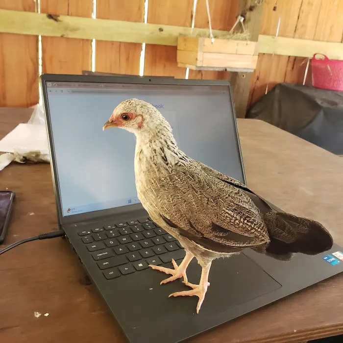 Wags & Whiskers Mobile Veterinary Practice Picture 10