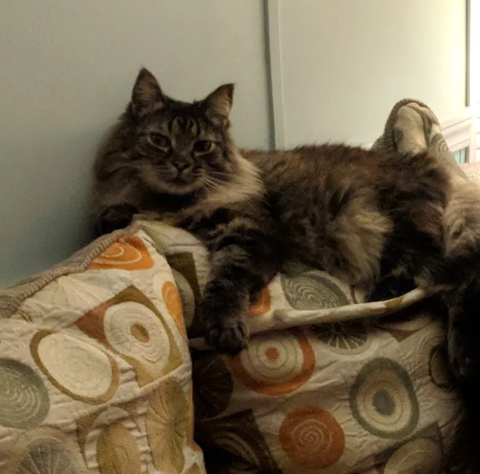 Primary Care Cat Clinic Picture 3