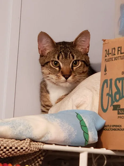 Primary Care Cat Clinic Picture 2