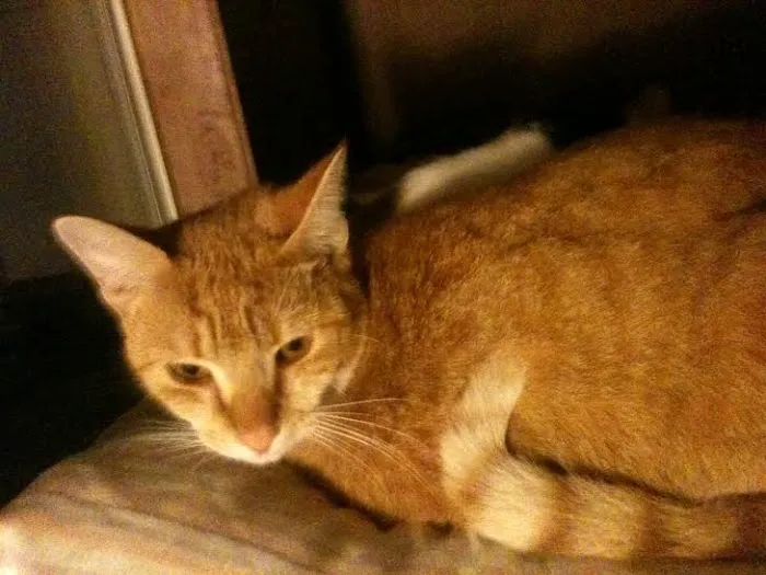 Primary Care Cat Clinic Picture 5