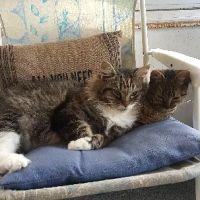 Primary Care Cat Clinic ico