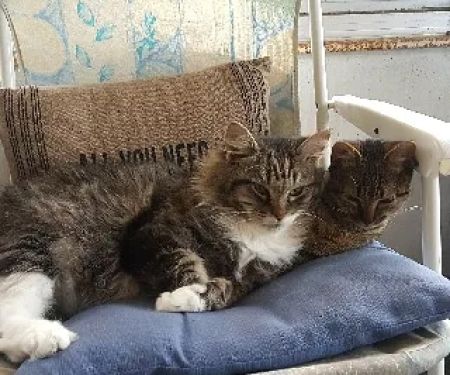 Primary Care Cat Clinic