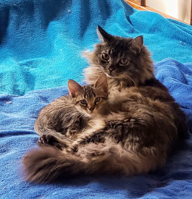 Primary Care Cat Clinic Picture 4