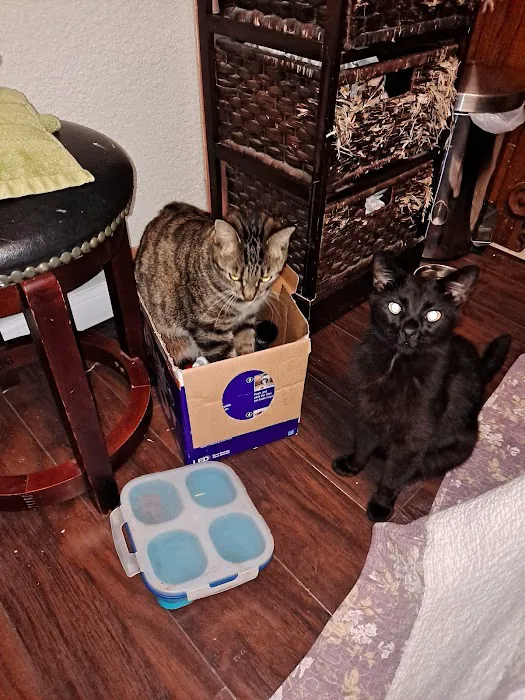 Primary Care Cat Clinic Picture 6