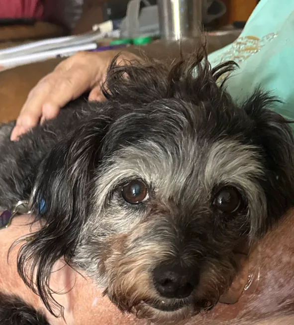 ASAP Animal Clinic Picture 1