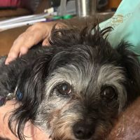 ASAP Animal Clinic ico