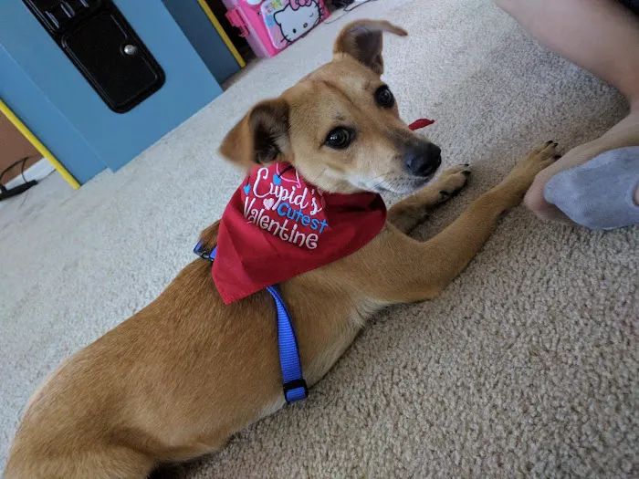 ASAP Animal Clinic Picture 10