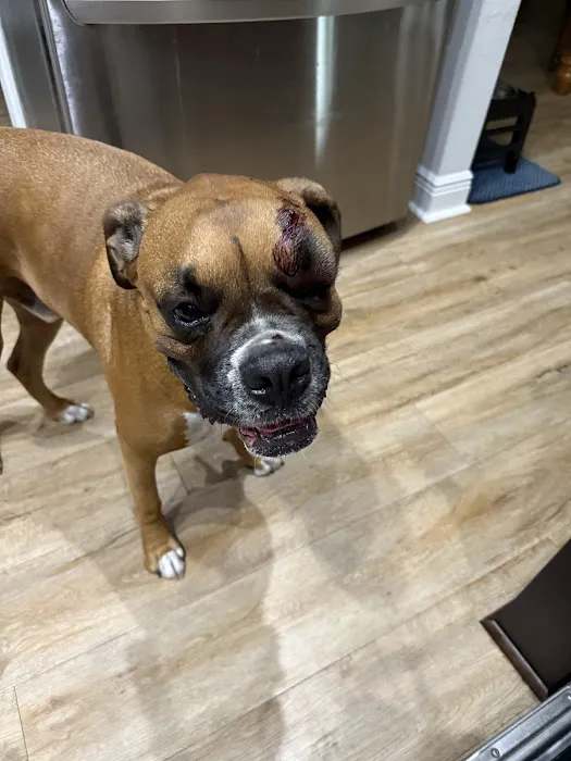 All County Animal Hospital Picture 3