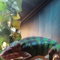 All County Animal Hospital ico