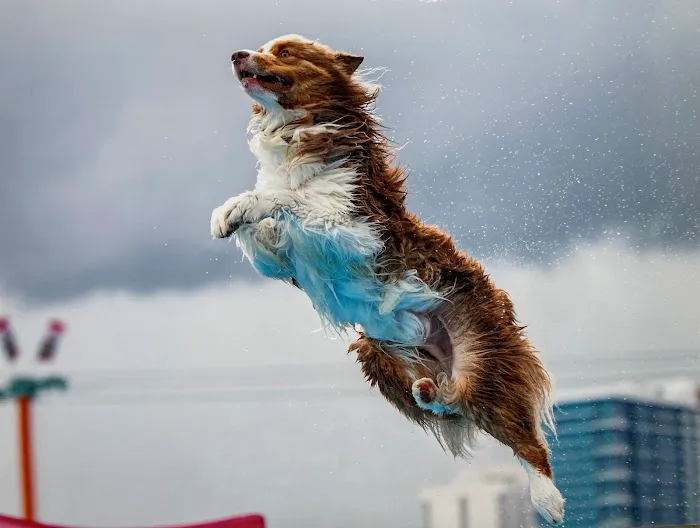 All County Animal Hospital Picture 2
