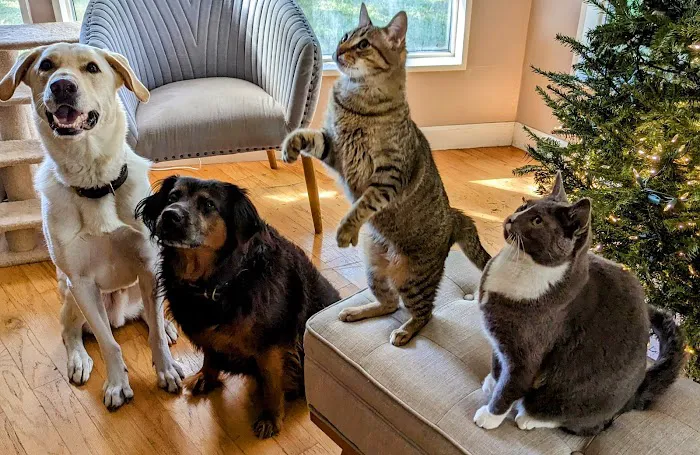 All County Animal Hospital Picture 5