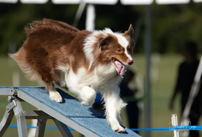 All County Animal Hospital Picture 9