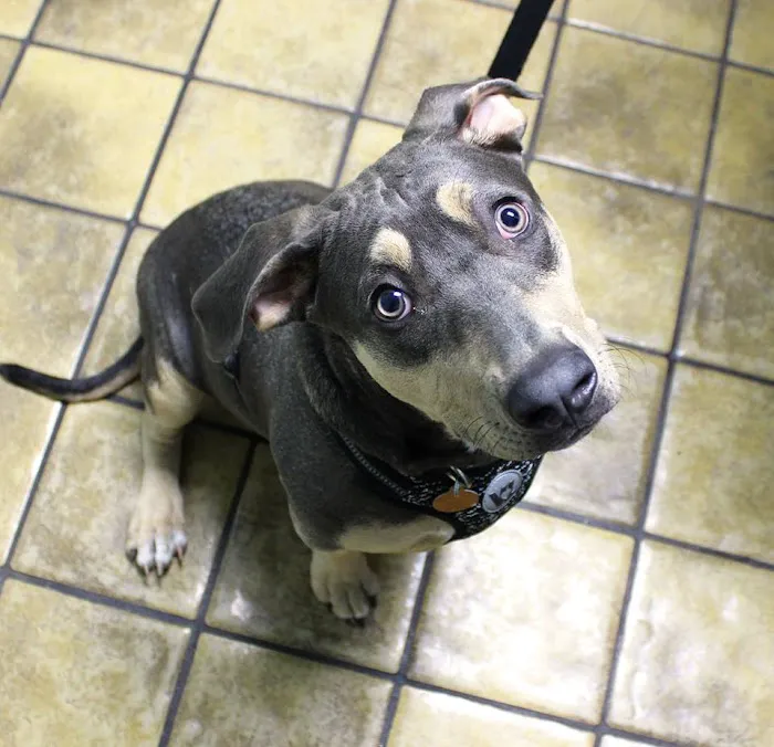 Brooksville Veterinary Clinic Picture 2