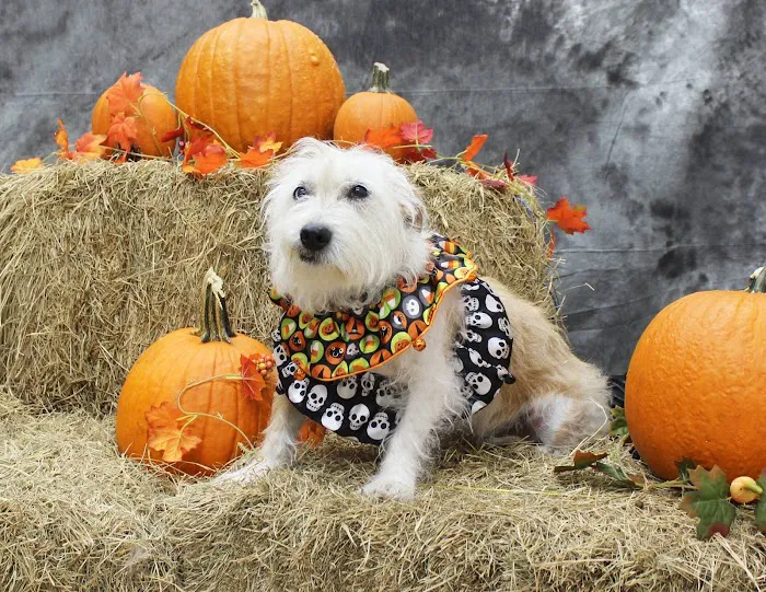 Brooksville Veterinary Clinic Picture 8