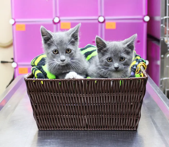 Brooksville Veterinary Clinic Picture 10