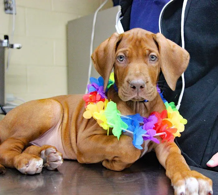 Brooksville Veterinary Clinic Picture 9