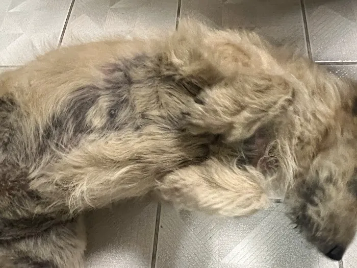 New Prague Animal Care Picture 1